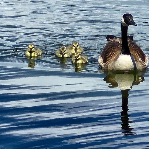 The itty bitties swimming with Mom. The management at the apartment complex is abhorrent, but the nature life is grand.