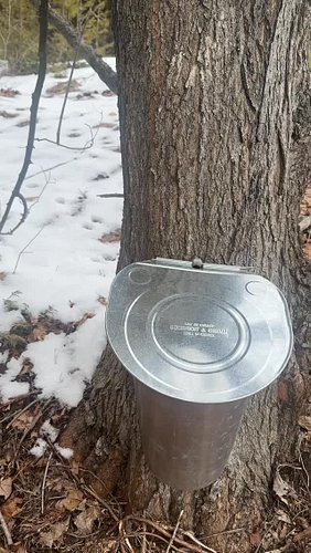 Making maple syrup #spring #canada #maplesyrup #gold