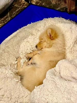 Dog sleeping #dogsleeping #dognap #pomeranian #cutedog #cuteness 