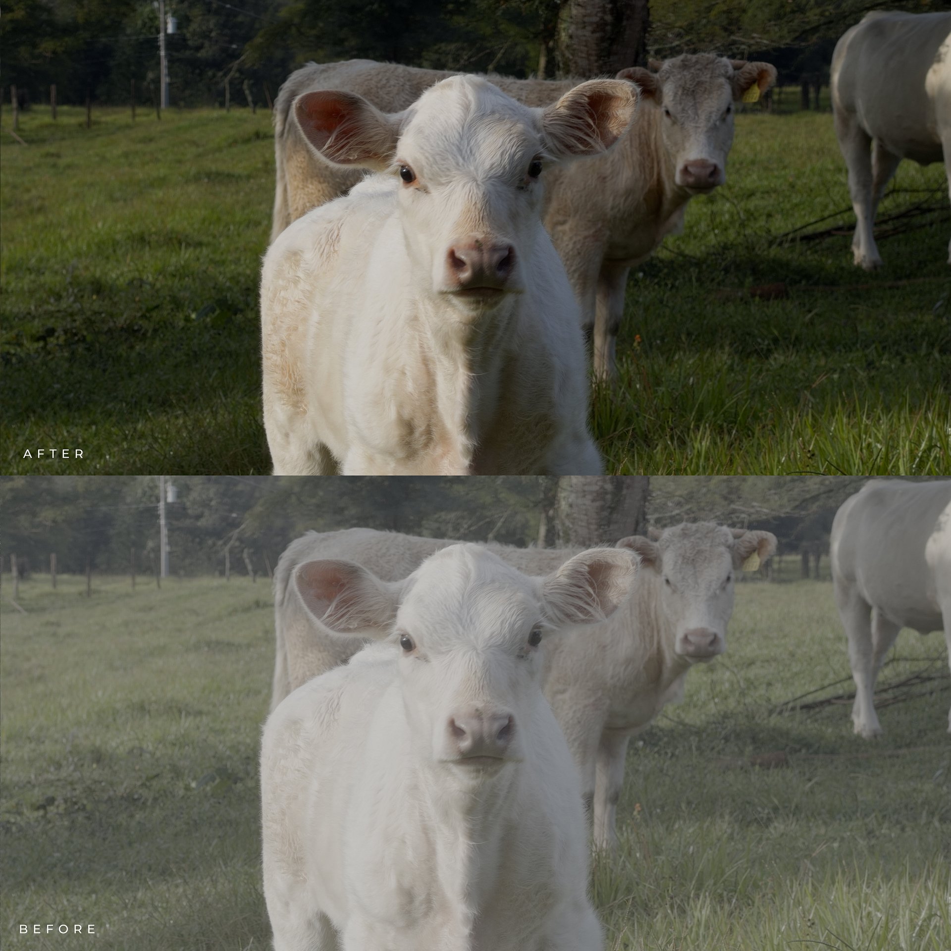 Apple Log 2 Conversion LUT product image (4)