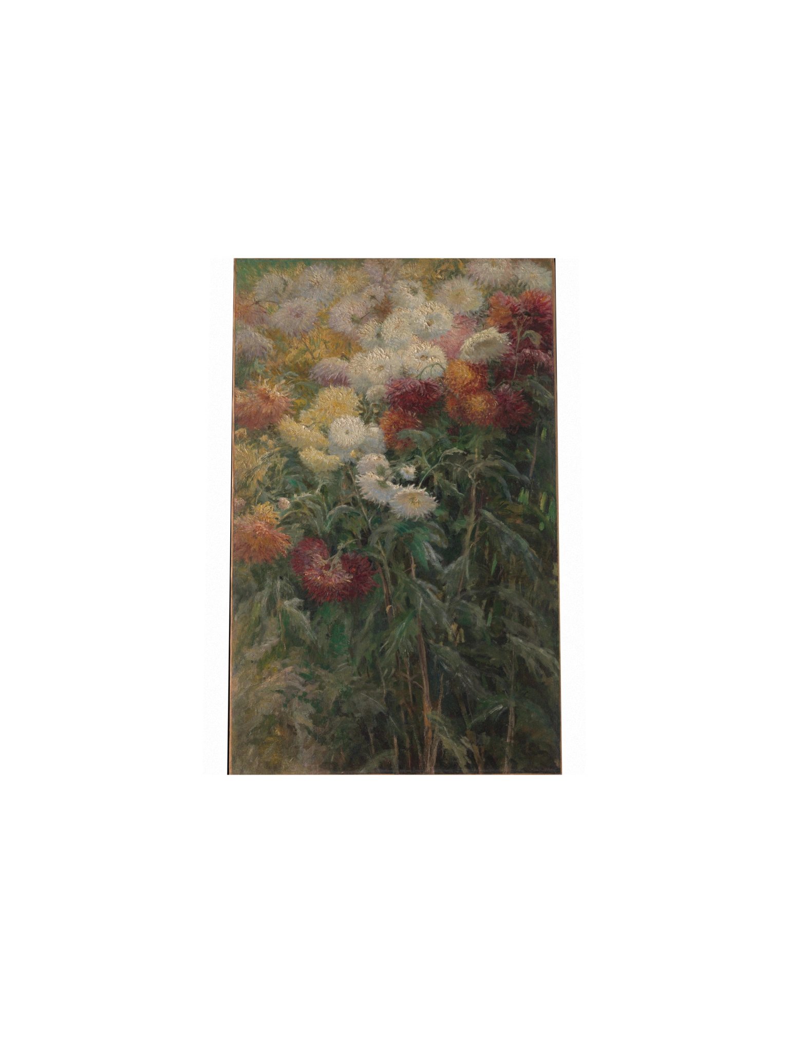 Caillebotte, Chrysanthemums in the Garden at Petit-Gennevilliers — Fine-Art Poster product image (16)