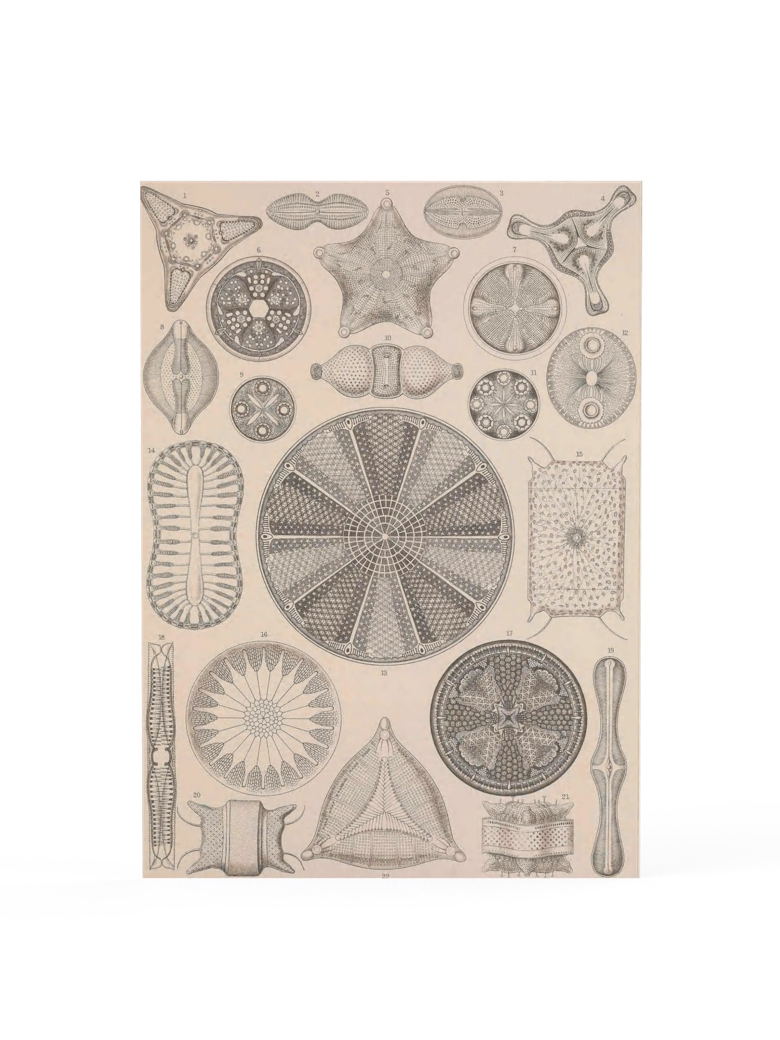 Diatomea, Plate 4 – Haeckel Poster product image (1)