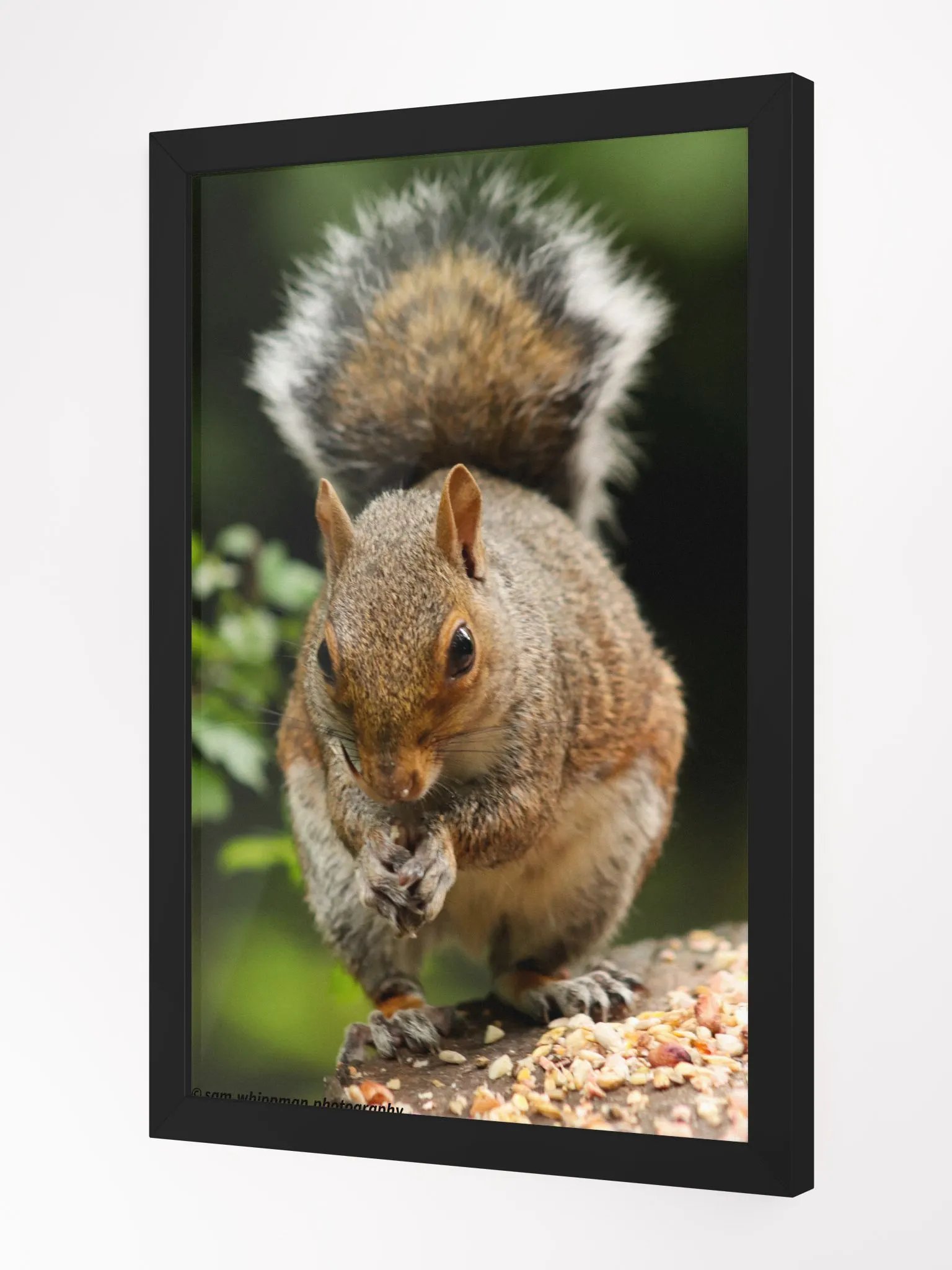 Squirrel Framed Matte Finish Prints product image (2)