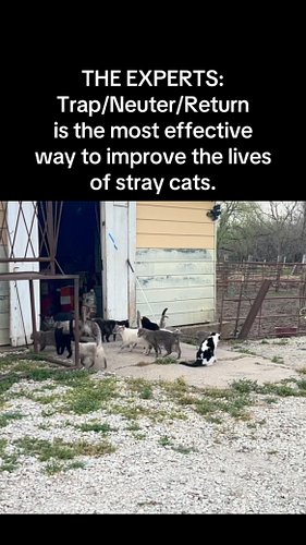Over 700 cats spayed/neutered/vaccinated in 2026 so far 🖤🎉

#tnrworks #tnr #trapneuterreturn #animalwelfare #catrescue