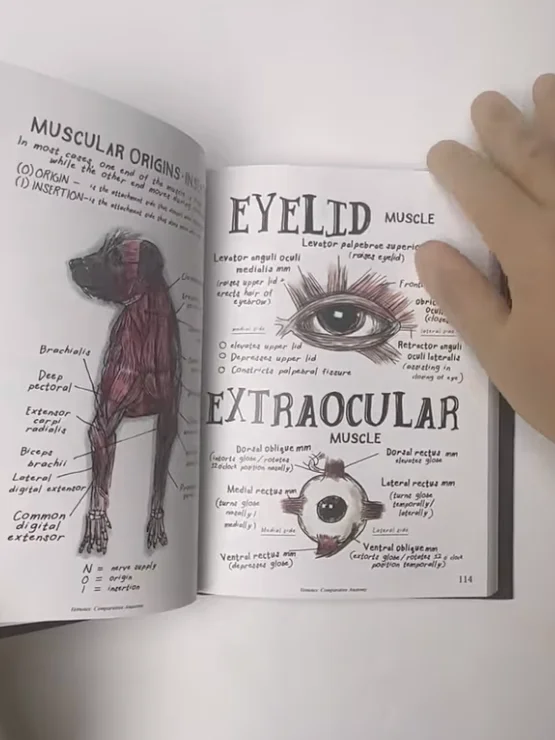 Vet Notes: Comparative Anatomy product image (4)