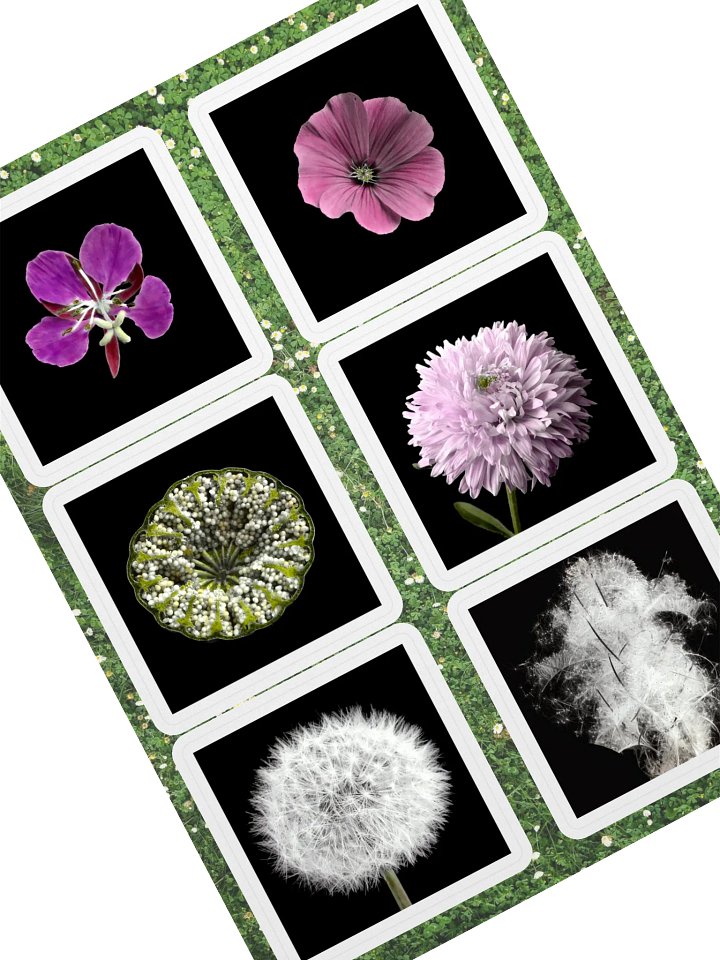 6 fleurs de William Copeland McCalla • planche A5 product image (1)