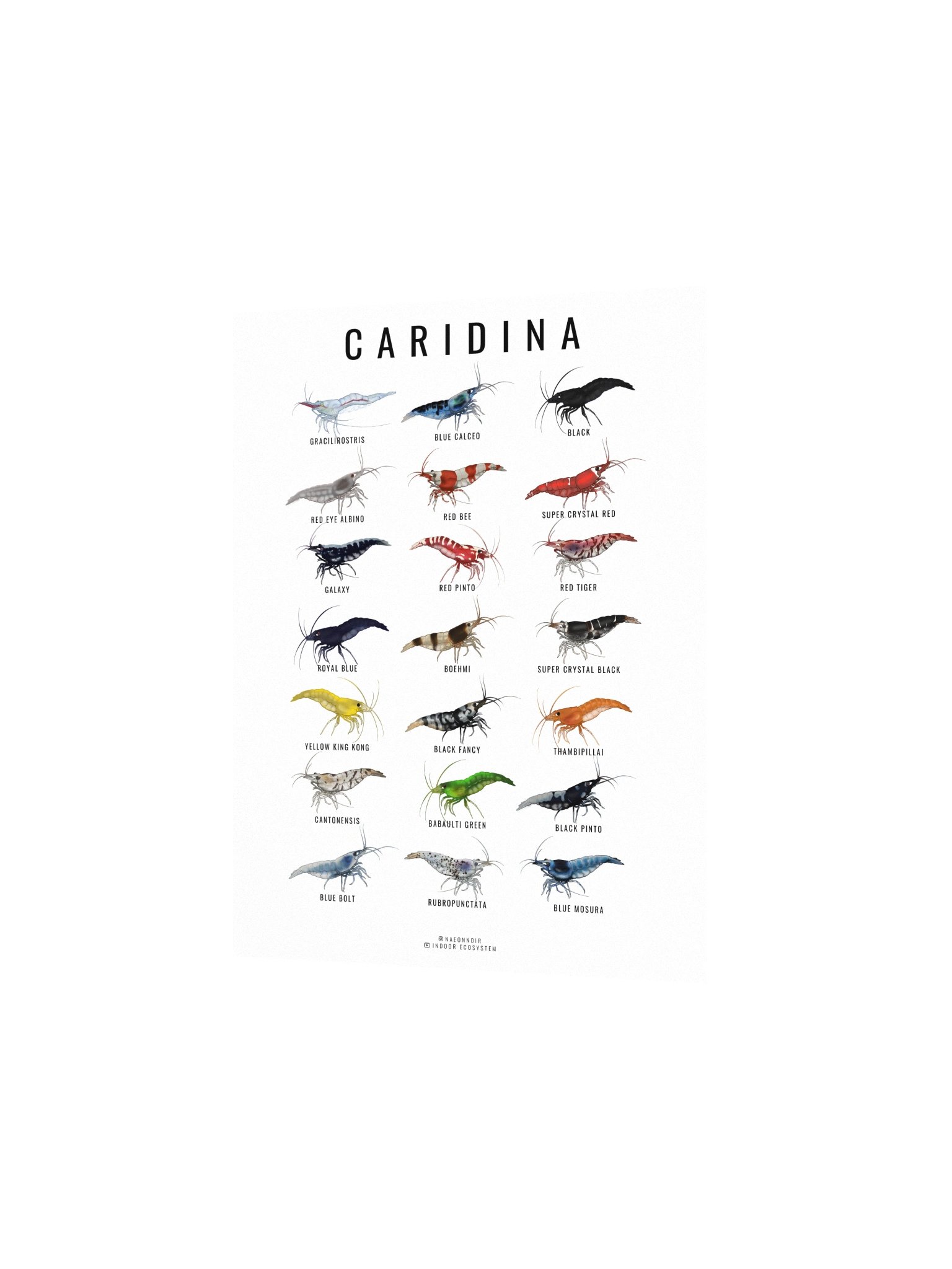 CARIDINA SHRIMP POSTER (WHITE) product image (2)