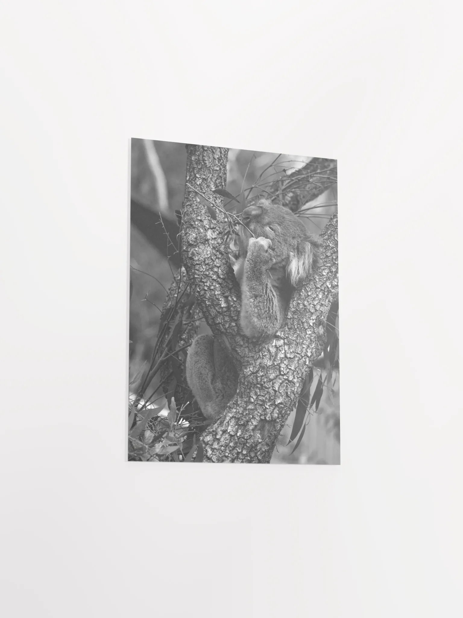 Koala - Black & White product image (3)