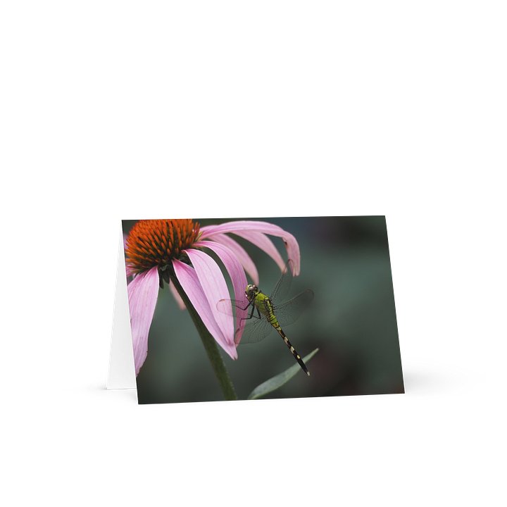 "Dragonfly on Coneflower" (Blank Card) product image (1)