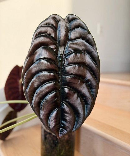 I said the next time this plant gets spider mites I’m not even gonna bother treating it and I’ll just throw it away and that ...