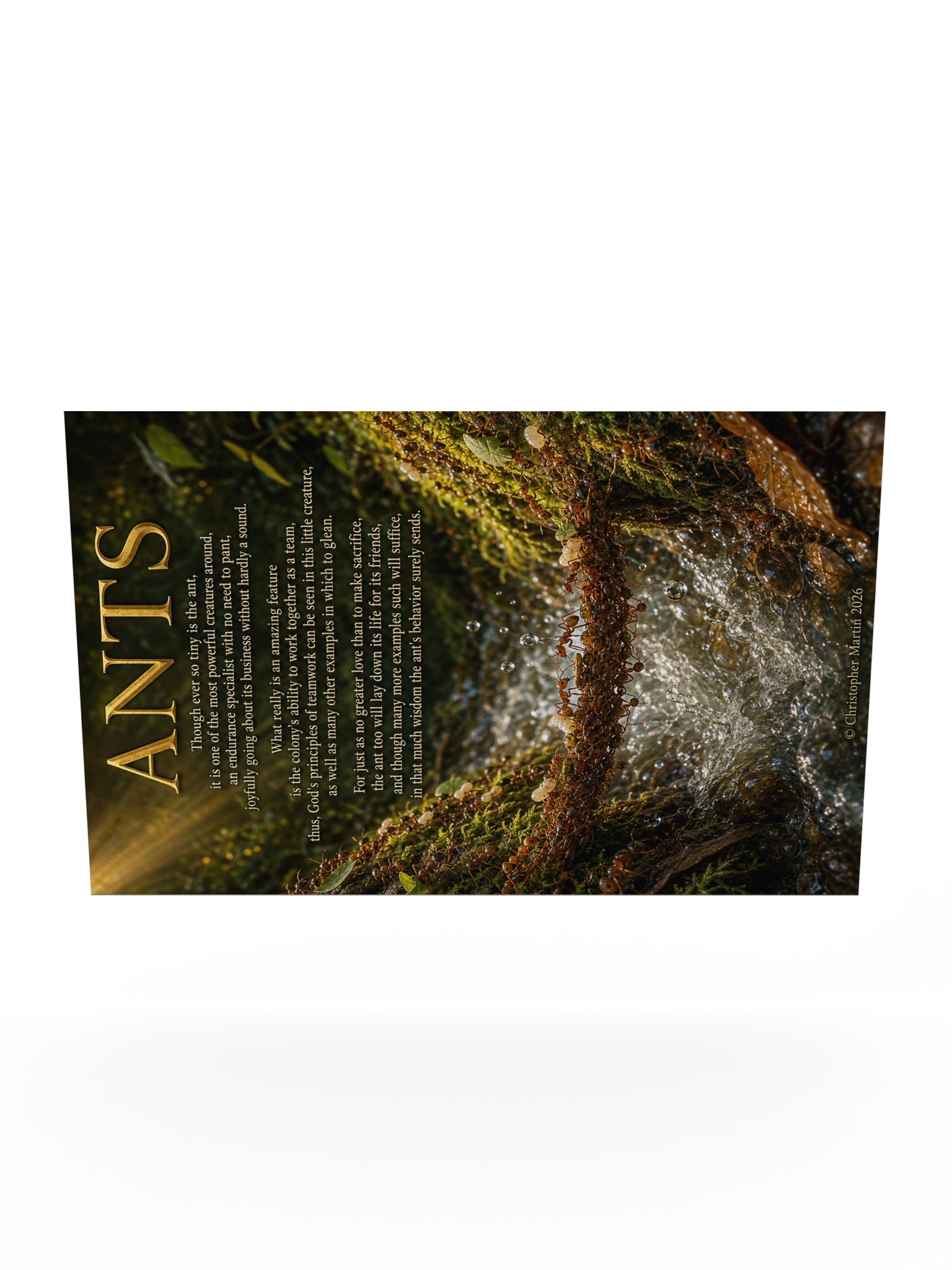 Consider the ant! product image (10)