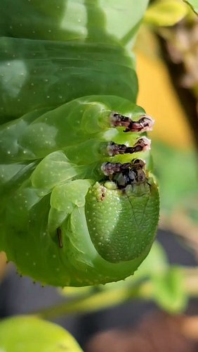 Those stubby back legs on a rustic sphinx moth caterpillar aren't legs at all. They're prolegs, and the inner edge of each on...