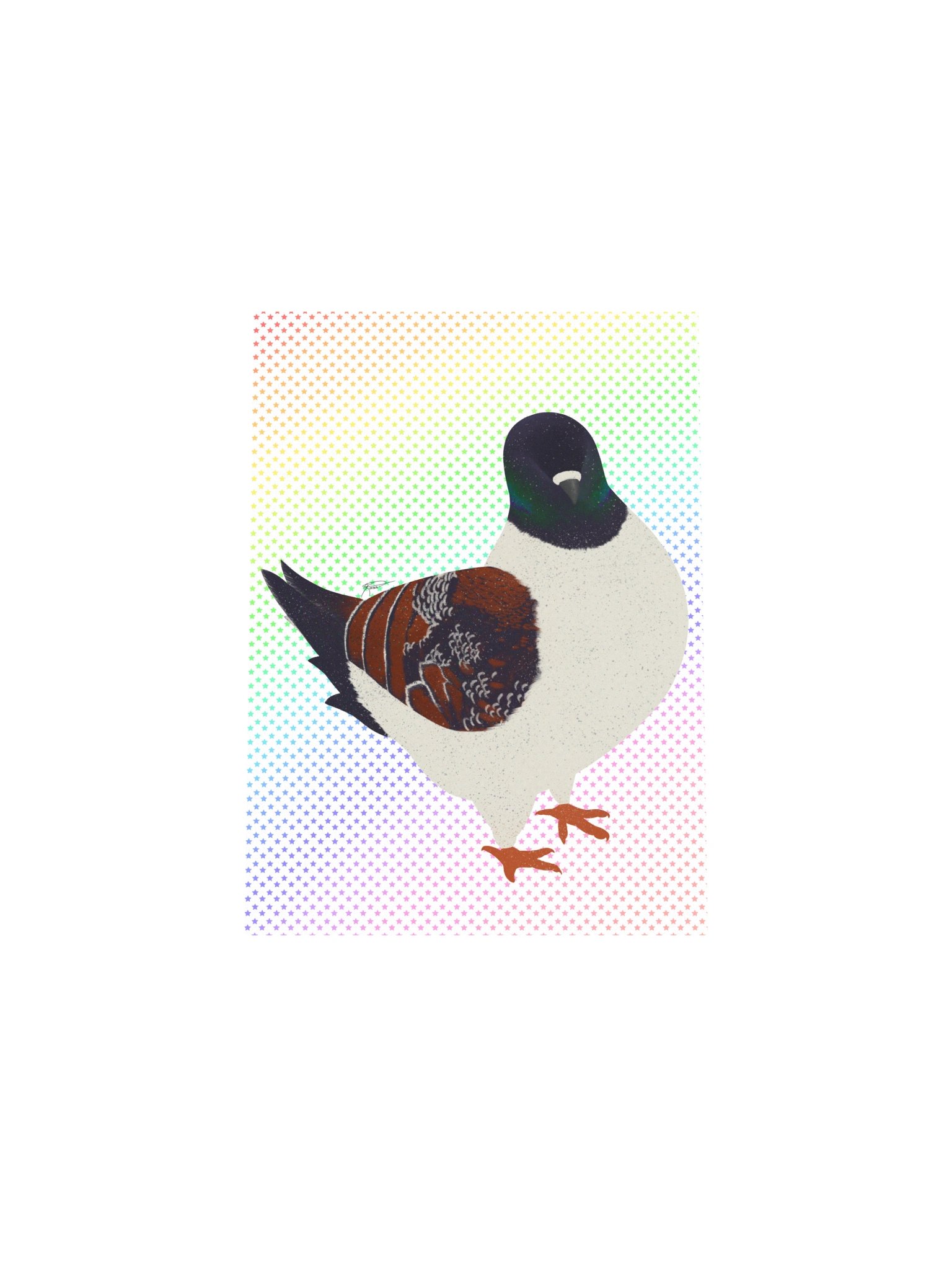 Modena Pigeon (2026) product image (10)