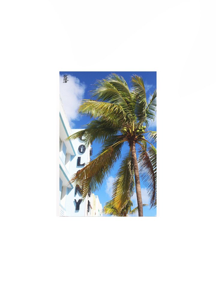 Palm Tree on Miami Beach product image (4)