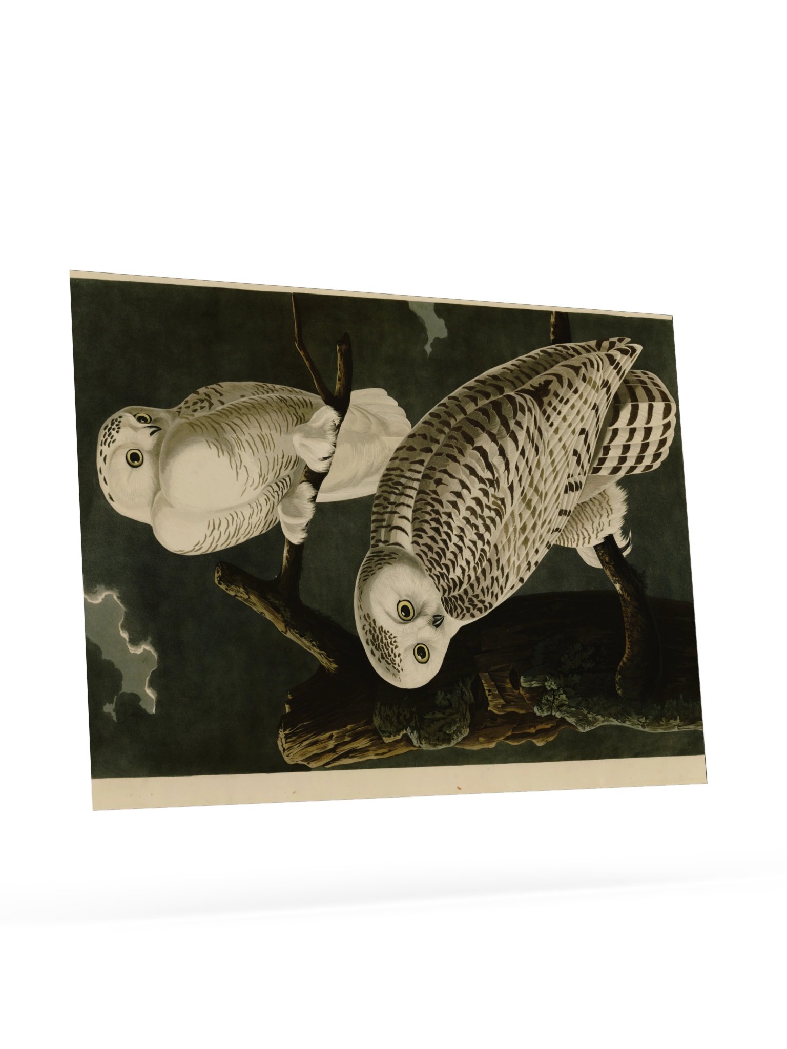 Snowy Owl, Plate 121 – Audubon Poster product image (9)
