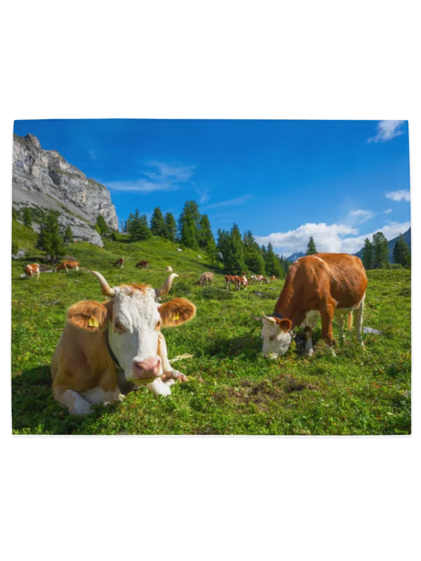 Happy swiss cows table mats product image (5)