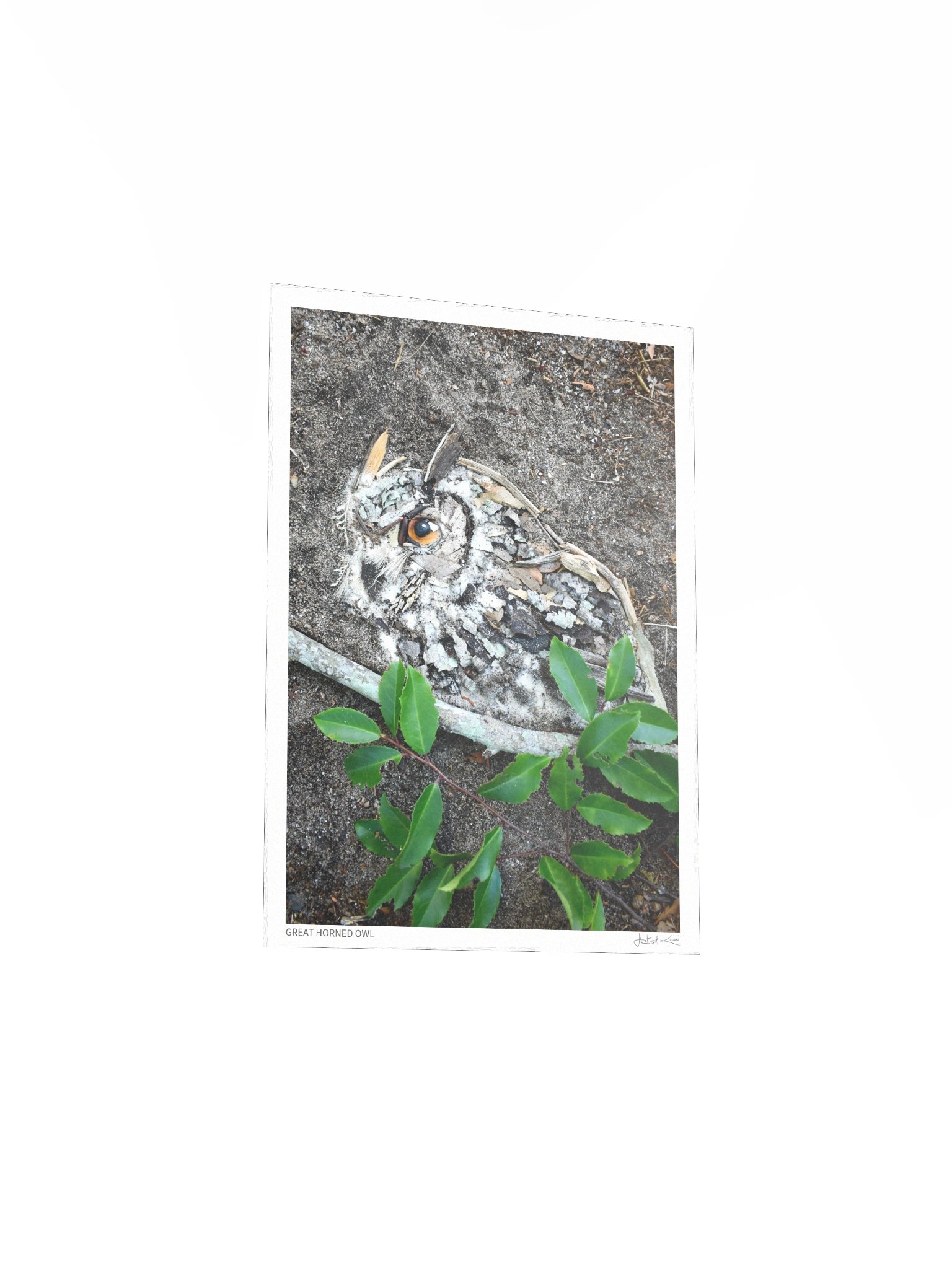 GREAT HORNED OWL | Fine Art Print product image (4)