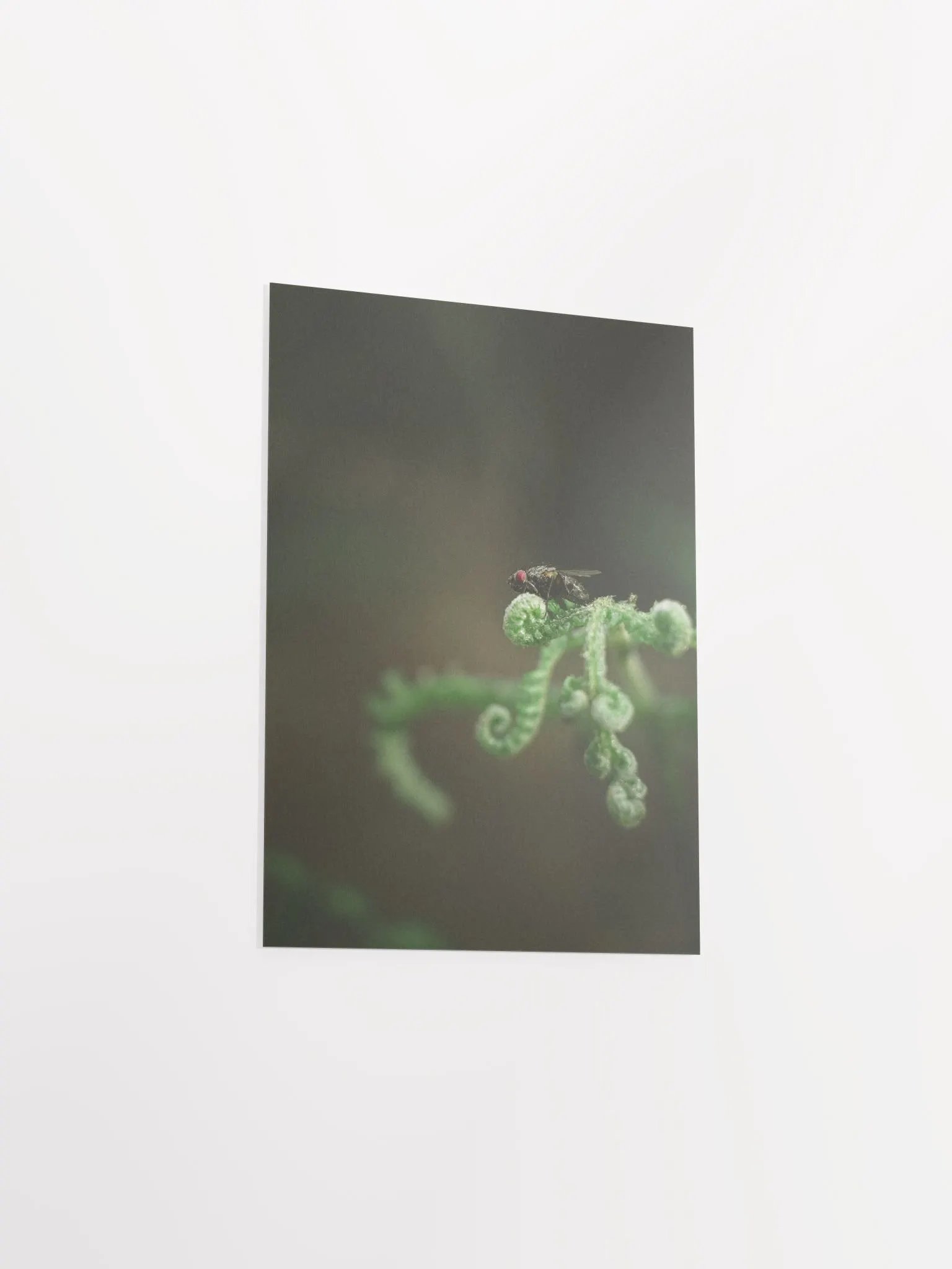 The fly product image (5)