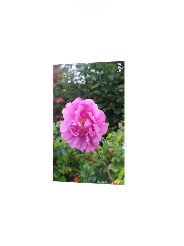 A Single Pink Flower product image (8)