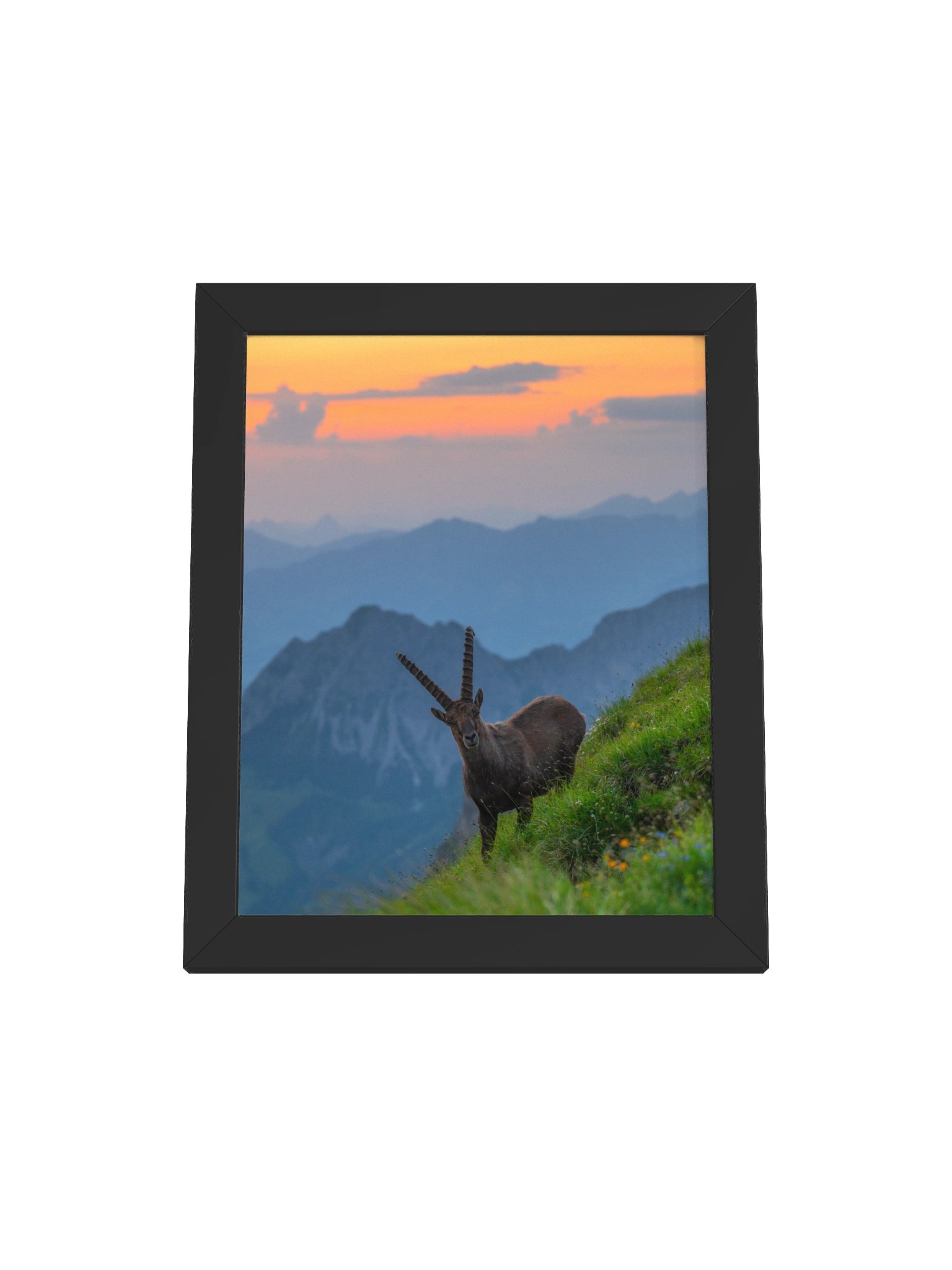 Ibex at the Brienzer Rothorn product image (1)