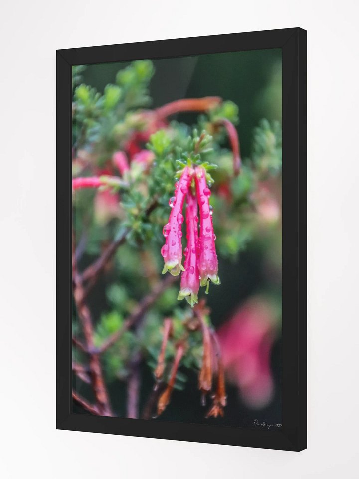 Print Fine Art - Velvet Ember 🌿 product image (4)