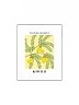New Zealand Flower Market - Kowhai Flower - Unframed Wall Art