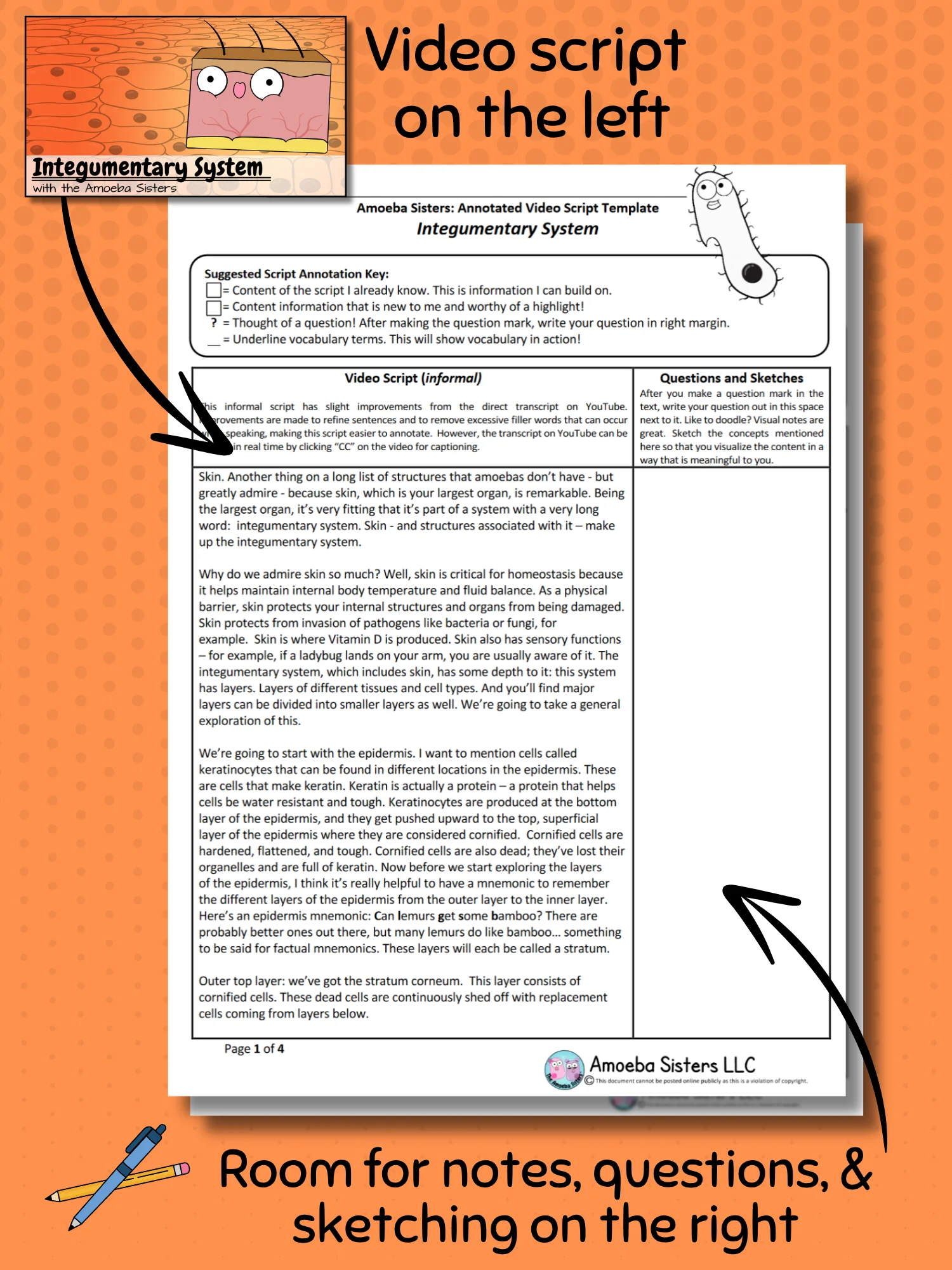 Amoeba Sisters Integumentary System Annotated Video Script PDF product image (2)
