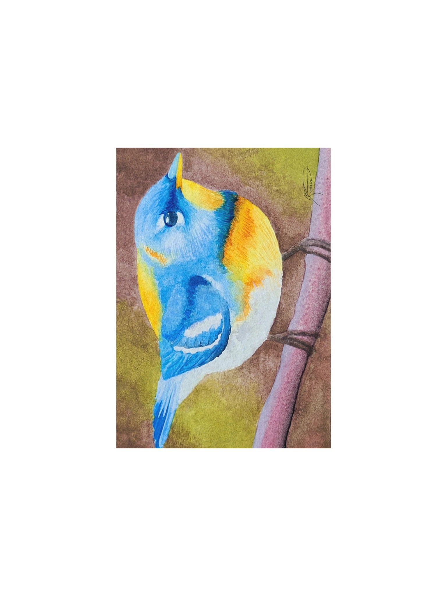 Northern Parula (2026) - Watercolour Print product image (2)