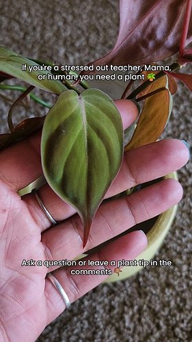 ✨ 3 Free Plant Tips✨

- Use Google Lens as a FREE way to identify your plant without downloading any new apps.

- Keep fungus...