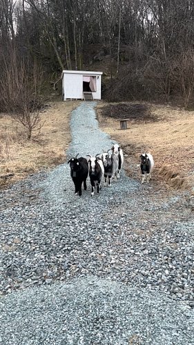🐐🐐🐐
Check out the bio, or just copy linktr.ee/norvard to find out where to watch and listen!

#housemusic #techhouse #goats #...
