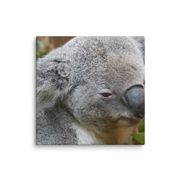 Koala Canvas product image (2)