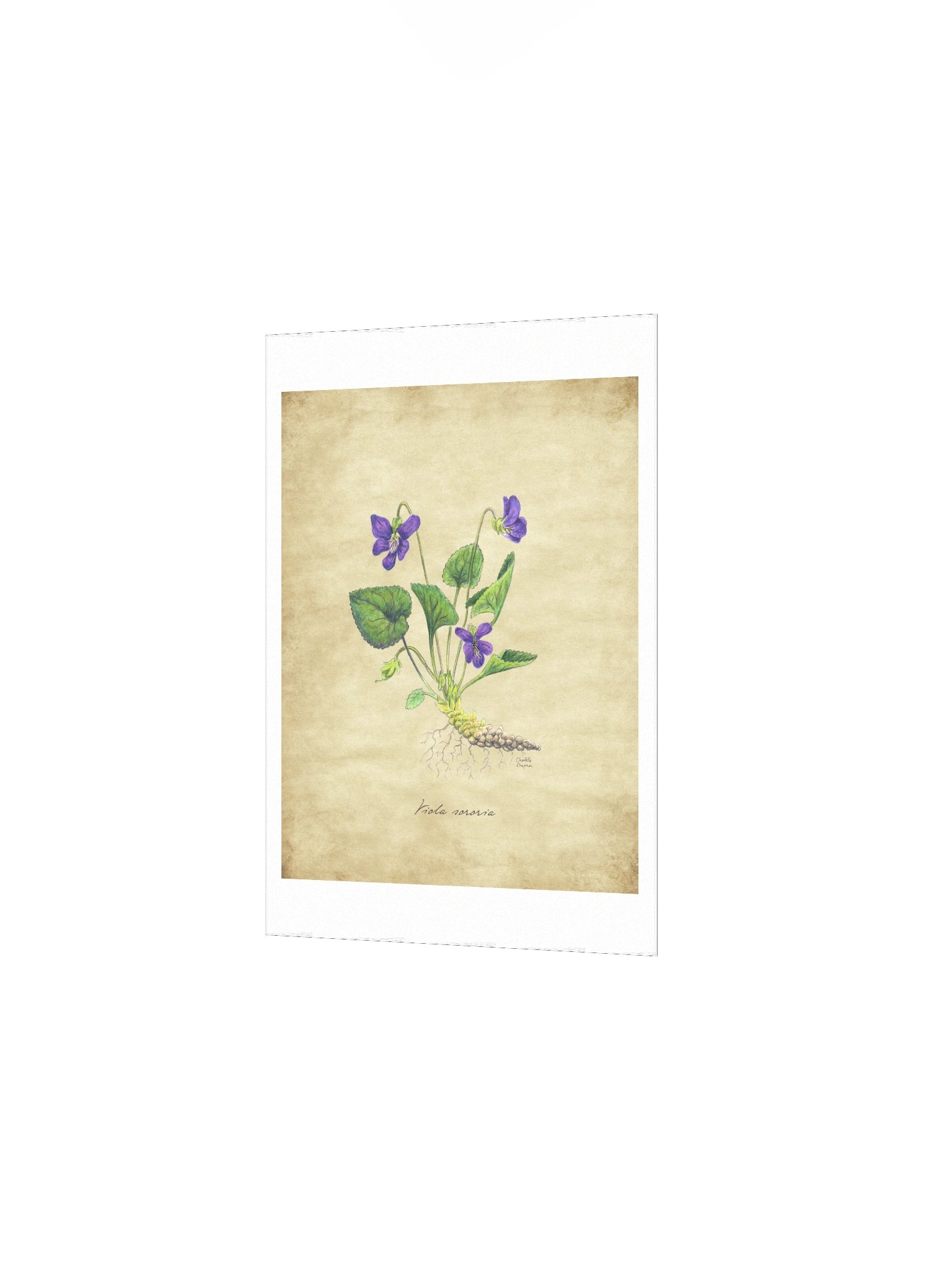 Wild Violet - Art Print product image (3)