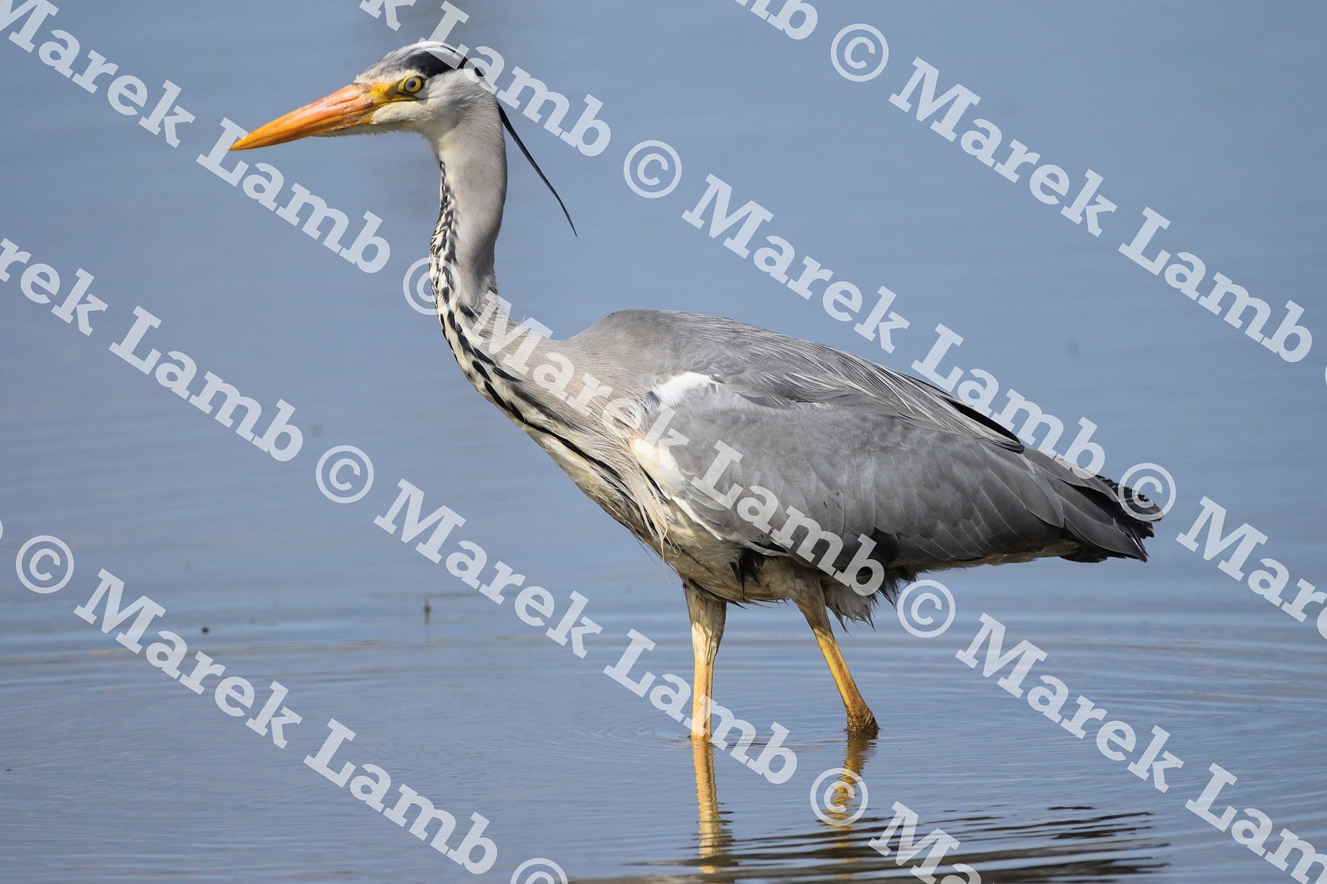 Heron Print product image (2)