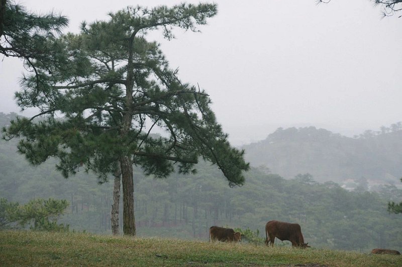 Cattle grazing in a misty hillside pasture beside a pine tree, with trees in the distance