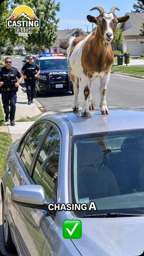 Police spent 90 MINUTES chasing a 35-pound GOAT named CARDIO?! 😭🐐

The goat reportedly ran for TWO MILES, jumping onto people...