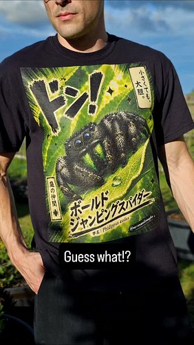 Meet my Bold Jumping Spider anime tee 🕷️✨ modeled by my favorite human, CJ 

This design features MY actual Phidippus audax, ...