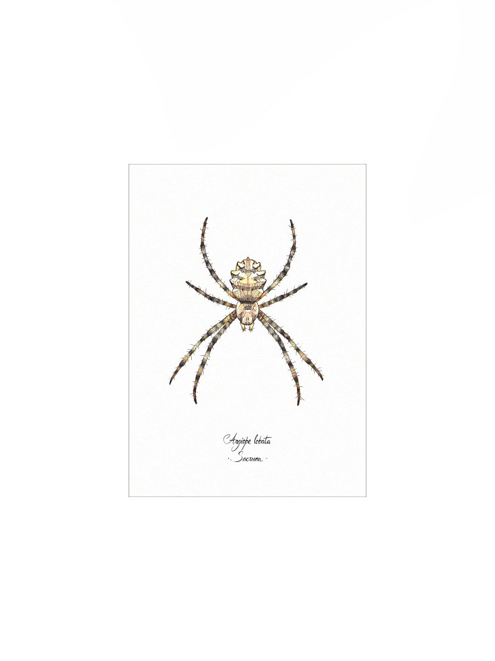 Argiope Lobata • Print product image (1)