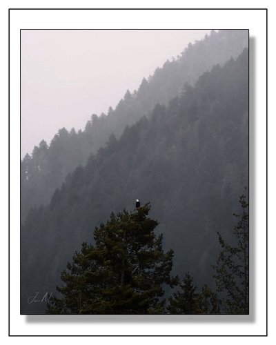 A bald eagle perched at the top of the world — or at least the top of a fir at Lake Crescent on a foggy Olympic National Park...