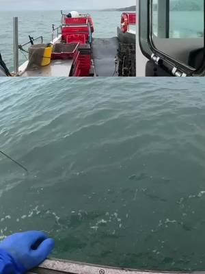 Lifting lobster pots | #epicvoyages on #Twitch