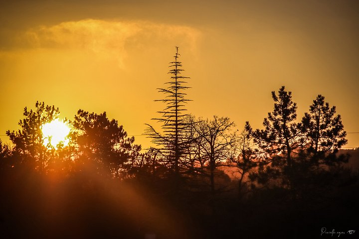 Fine Art - Golden Hour Over the Silent Forest product image (1)