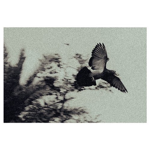 #monochromephotography