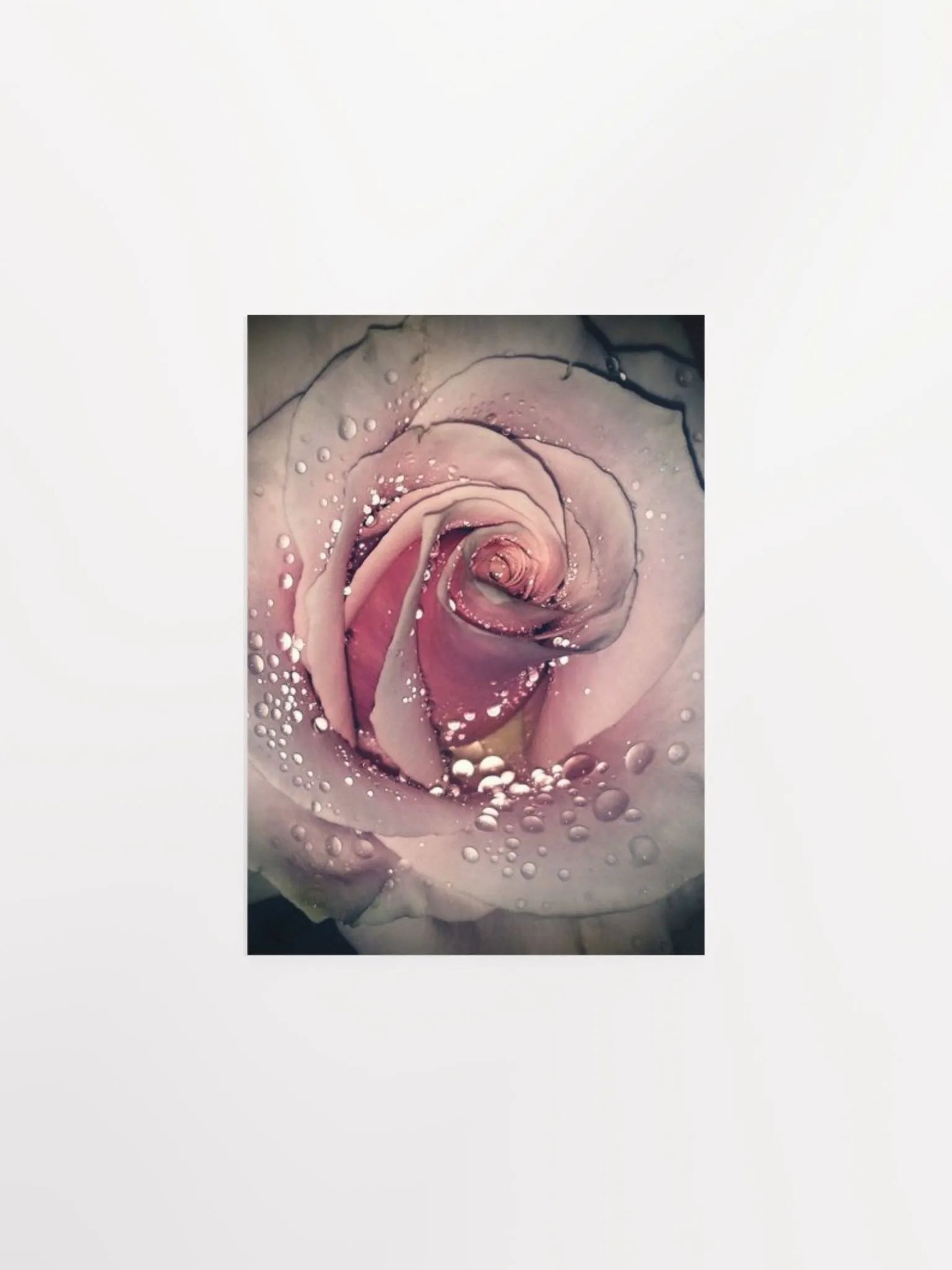 Rose product image (4)