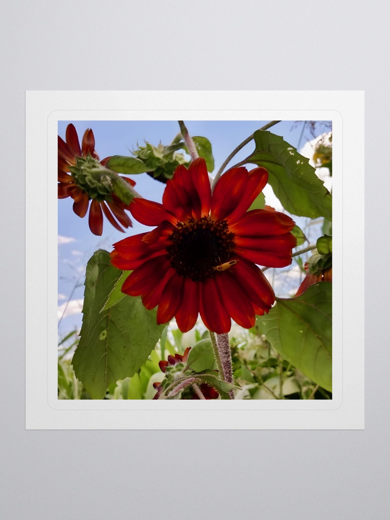 flower product image (1)