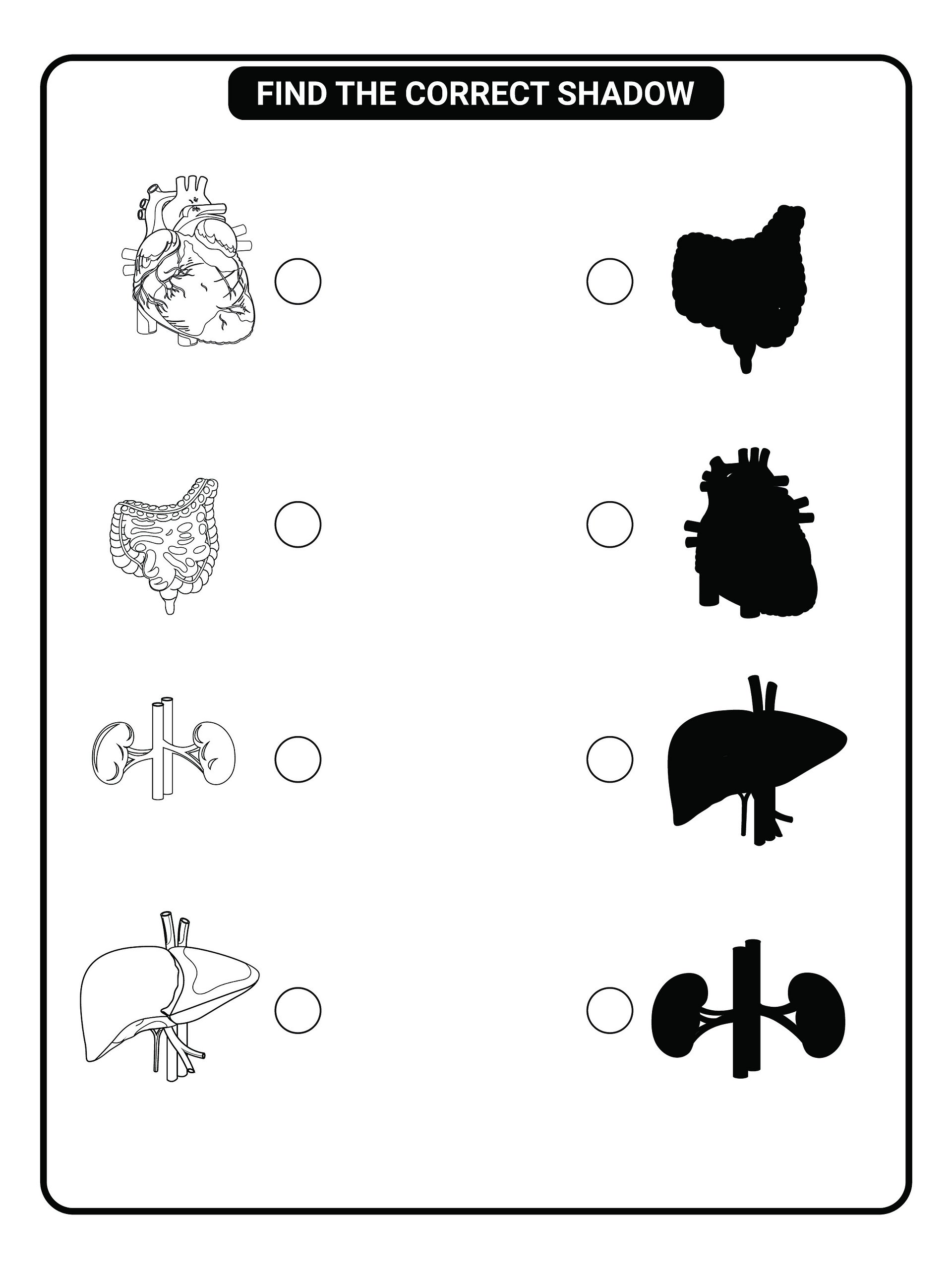 Printable Human Anatomy Coloring Book (PDF) product image (3)