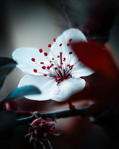 In bloom.. 
 

Tomorrow something different. See where my feet take me. 

#naturephotography #macro_perfection #macrophotogra...