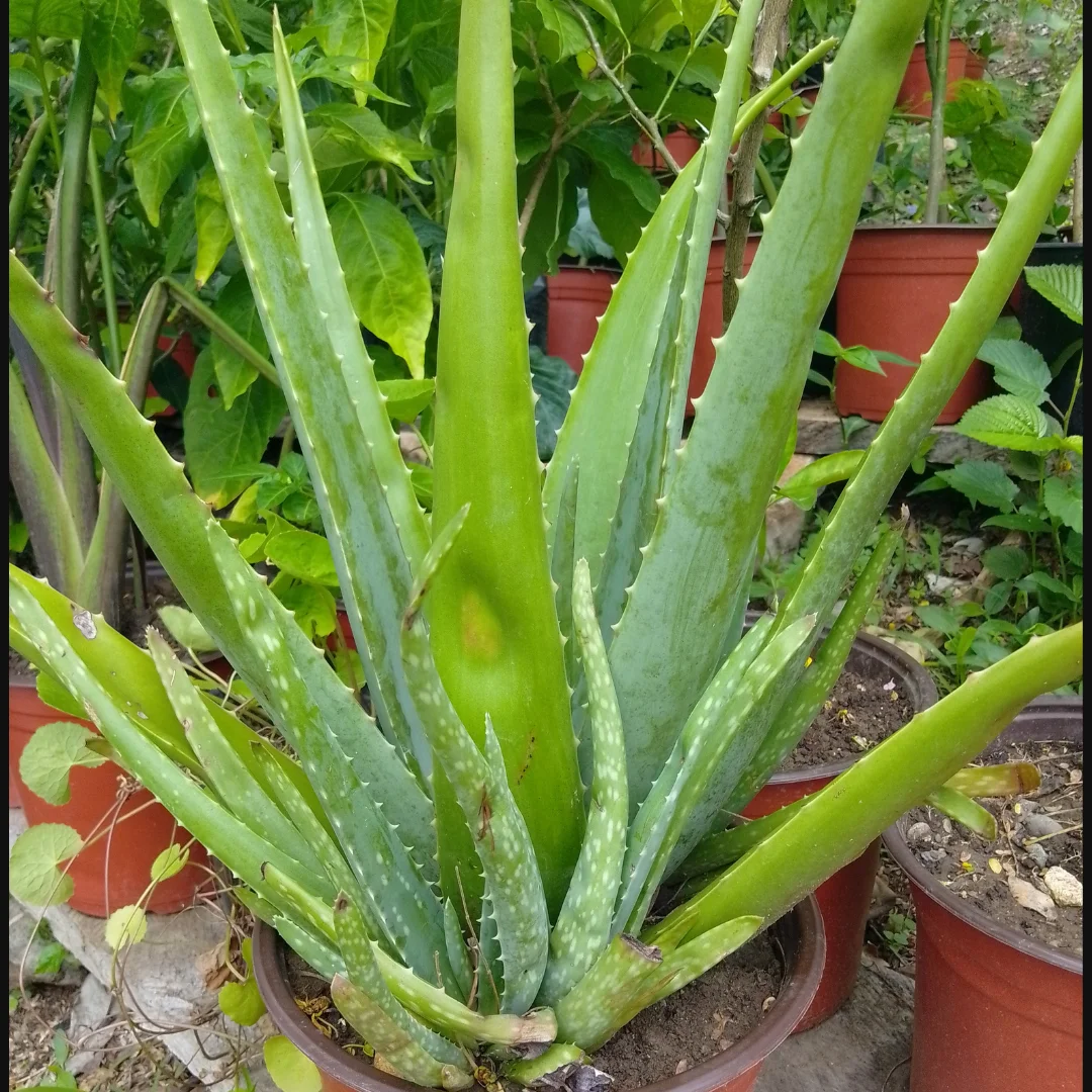 Aloe-vera Plant product image (1)