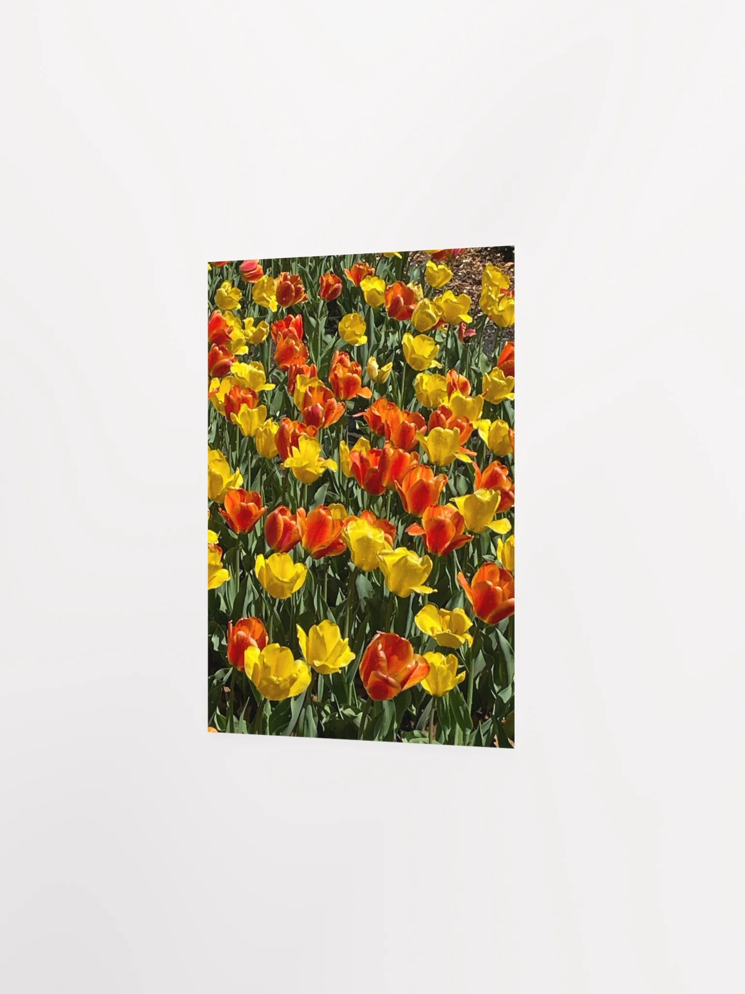 Spring Tulips product image (2)