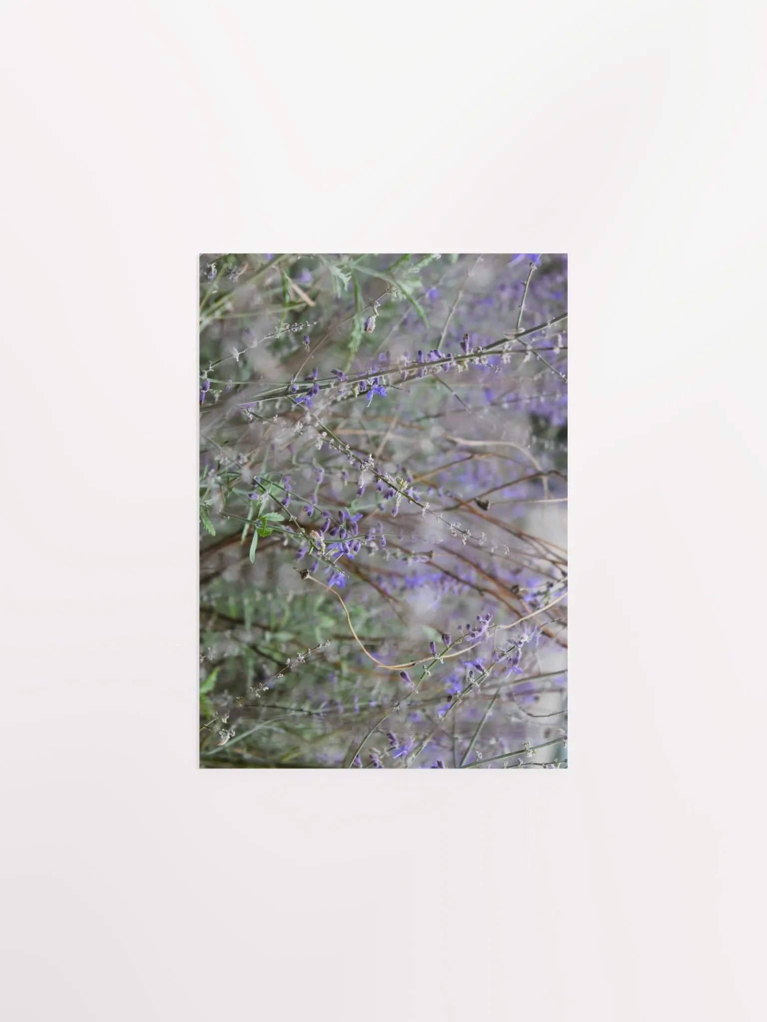 A Study in Flowers 14 product image (9)