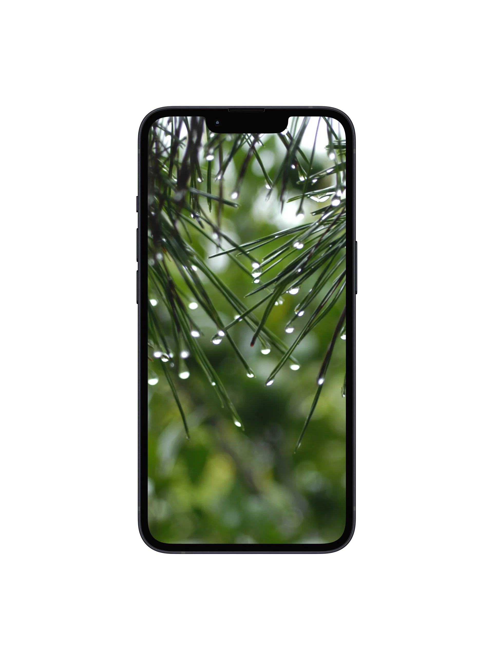 Pine Rain Digital Wallpaper Set product image (1)