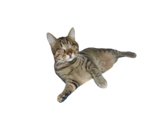 Blind Cat Dmitri